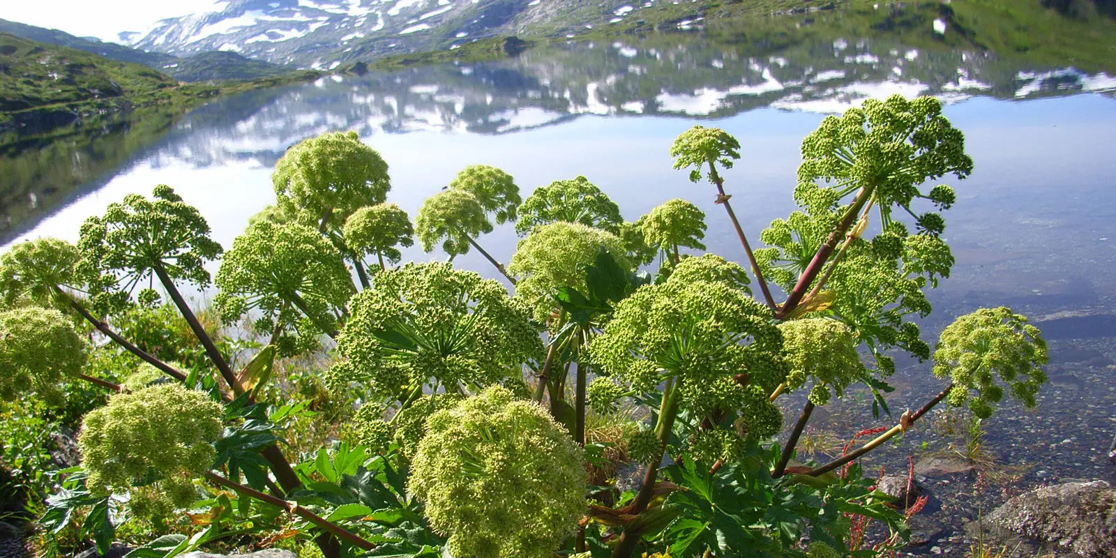 Scandinavian Teas: An Insider’s Guide