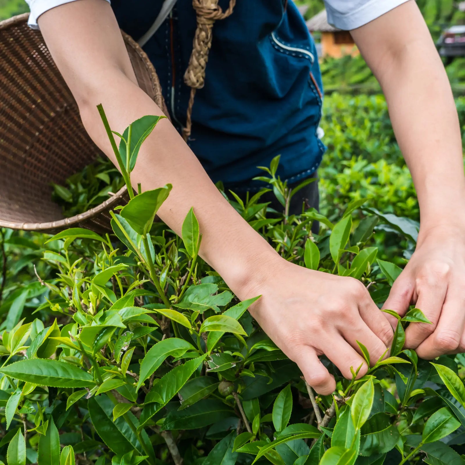 Tea quality classifications