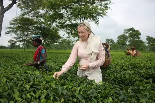 A woman in a pink shirt and white pants picking tea leaves.
