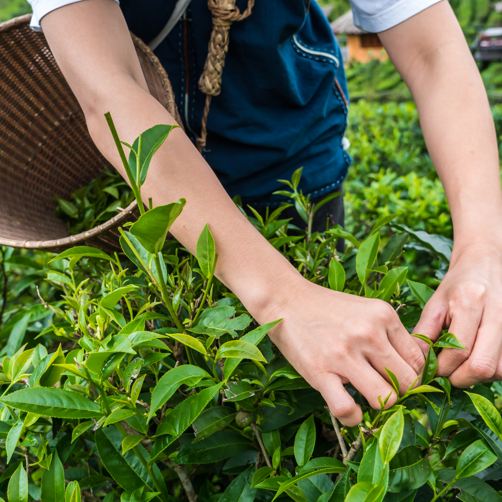 Tea quality classifications