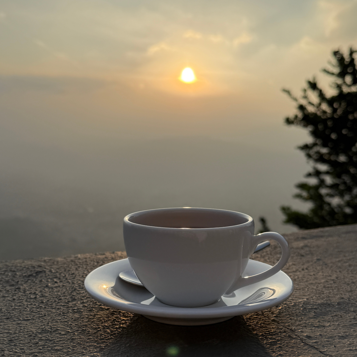 Ceylon Tea Benefits: What the Science Says