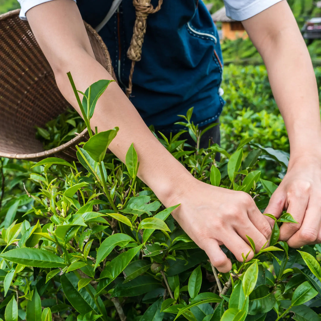 Tea quality classifications